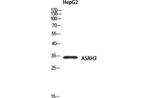 Western Blot (WB) analysis of HepG2 using ASAH3 antibody.
