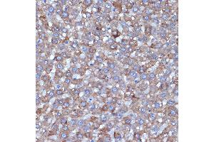 Immunohistochemistry of paraffin-embedded rat liver using L1 Rabbit mAb (ABIN7265535) at dilution of 1:100 (40x lens). (ALDH1L1 Antikörper)