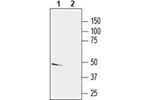 Western Blotting (WB) image for anti-Potassium Voltage-Gated Channel, Delayed-Rectifier, Subfamily S, Member 2 (KCNS2) (AA 430-445), (Intracellular) antibody (ABIN7043497)