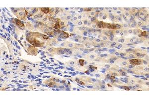 Detection of GHRL in Mouse Stomach Tissue using Polyclonal Antibody to Ghrelin (GHRL) (Ghrelin Antikörper  (AA 28-117))