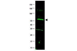 Image no. 1 for anti-Fanconi Anemia, Complementation Group C (FANCC) (AA 96-112) antibody (ABIN401268) (FANCC Antikörper  (AA 96-112))
