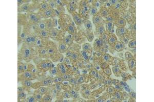 IHC-P analysis of liver tissue, with DAB staining. (TLR5 Antikörper  (AA 327-646))