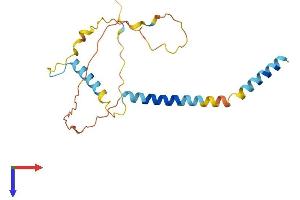 BIM Protein (AA 1-196) (His tag)