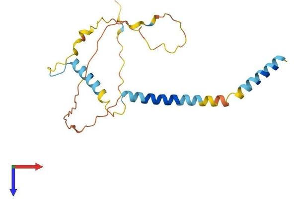 BIM Protein (AA 1-196) (His tag)