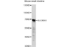 Western blot analysis of extracts of mouse small intestine, using SLC40A1 antibody.