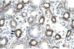 Immunohistochemical staining (Formalin-fixed paraffin-embedded sections) of human kidney with FOXF2 polyclonal antibody  at 4-8 ug/mL working concentration. (FOXF2 Antikörper  (N-Term))