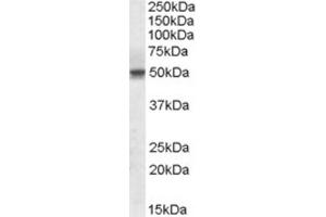 Western Blotting (WB) image for anti-Septin 6 (SEPT6) (Internal Region) antibody (ABIN2464150) (Septin 6 Antikörper  (Internal Region))