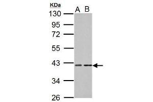 WB Image Sample (30 ug of whole cell lysate) A: NIH-3T3 B: C2C12 10% SDS PAGE antibody diluted at 1:1000