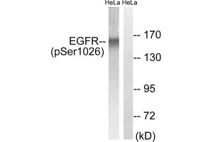 Western blot analysis of extracts from HeLa cells, treated with TSA (400nM, 24hours), using EGFR (Phospho-Ser1026) antibody. (EGFR Antikörper  (pSer1026))