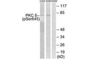 Western blot analysis of extracts from COS7 cells and A549 cells, using PKC delta (Phospho-Ser645) Antibody. (PKC delta Antikörper  (pSer645))