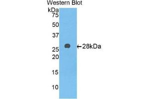 Western Blotting (WB) image for anti-alpha-1-B Glycoprotein (A1BG) (AA 220-415) antibody (ABIN3201752) (A1BG Antikörper  (AA 220-415))