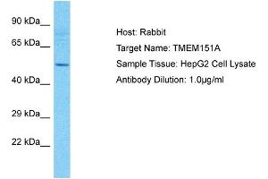 Host: Rabbit Target Name: TMEM151A Sample Type: HepG2 Whole Cell lysates Antibody Dilution: 1. (TMEM151A Antikörper  (Middle Region))