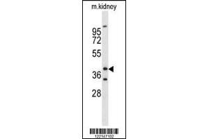 Western blot analysis of FOXL1 Antibody in mouse kidney tissue lysates (35ug/lane) (FOXL1 Antikörper  (AA 94-119))