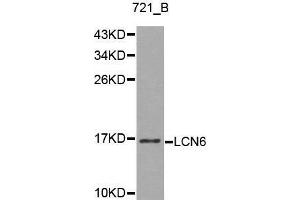 Western blot analysis of 721_B cell lysate using LCN6 antibody. (LCN6 Antikörper  (AA 25-120))