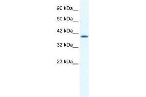 CATSPER2 antibody used at 1. (CATSPER2 Antikörper  (N-Term))
