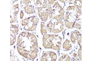 Immunohistochemistry of paraffin-embedded Human stomach using OPRK1 Polyclonal Antibody at dilution of 1:100 (40x lens). (OPRK1 Antikörper)