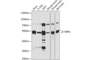 Western blot analysis of extracts of various cell lines, using RRP1 antibody (ABIN7270043) at 1:1000 dilution. (RRP1 Antikörper  (AA 26-253))