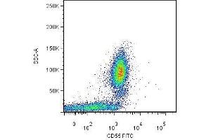 Surface staining of human peripheral blood leukocytes by mouse monoclonal anti-CD55 antibody MEM-118 . (CD55 Antikörper  (Biotin))