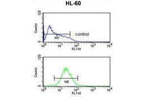 TNFRSF14 Antibody (Center) flow cytometric analysis of HL-60 cells (bottom histogram) compared to a negative control cell (top histogram). (HVEM Antikörper  (Middle Region))