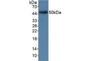 Western blot analysis of recombinant Pig BMP4. (BMP4 Antikörper  (AA 25-201))