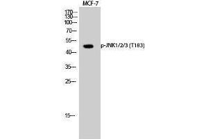 Western Blotting (WB) image for anti-Mitogen-Activated Protein Kinase 8 (MAPK8) (pThr183) antibody (ABIN3182055) (JNK Antikörper  (pThr183))