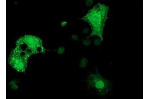 Anti-DTNA mouse monoclonal antibody (ABIN2454049) immunofluorescent staining of COS7 cells transiently transfected by pCMV6-ENTRY DTNA (RC223952). (DTNA Antikörper)