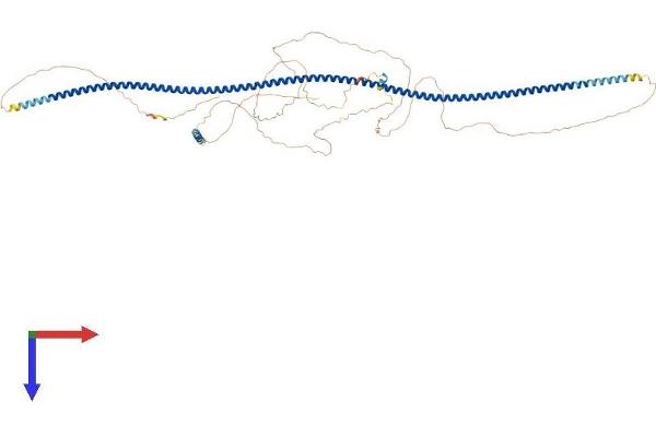 CCDC62 Protein (AA 1-701) (His tag)