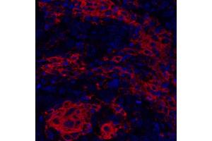 Immunofluorescence (IF) image for anti-CD40 (CD40) (AA 227-277) antibody (ABIN7454023) (Rekombinanter CD40 Antikörper  (AA 227-277))