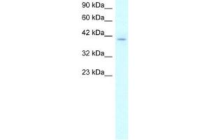 WB Suggested Anti-RUVBL2 Antibody Titration:  2. (RUVBL2 Antikörper  (N-Term))