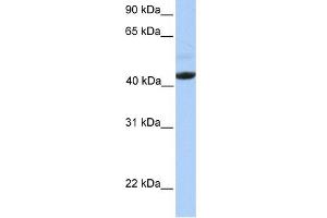 WB Suggested Anti-EDAR Antibody Titration:  0.