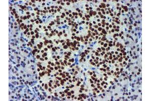 Image no. 1 for anti-Ubiquitin Specific Peptidase 7 (Herpes Virus-Associated) (USP7) antibody (ABIN1498592) (USP7 Antikörper)