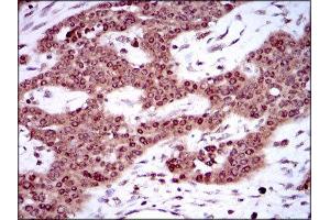 Immunohistochemistry (IHC) image for anti-Sex Determining Region Y (SRY) (AA 1-204) antibody (ABIN1846456) (SRY Antikörper  (AA 1-204))