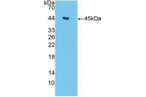 Western blot analysis of recombinant Human AQP4. (Aquaporin 4 Antikörper  (AA 178-317))