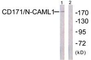 Western blot analysis of extracts from K562 cells, using CD171/N-CAML1 (Ab-1181) Antibody. (L1CAM Antikörper  (AA 1147-1196))