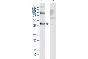Western Blot analysis of THOC3 expression in transfected 293T cell line by THOC3 MaxPab polyclonal antibody.
