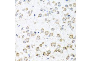 Immunohistochemistry of paraffin-embedded mouse brain using RPL36 antibody at dilution of 1:100 (x40 lens).