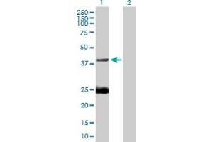 EAF1 antibody  (AA 1-268)
