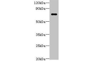 Western blot All lanes: LRRC40 antibody at 2 μg/mL + 293T whole cell lysate Secondary Goat polyclonal to rabbit IgG at 1/10000 dilution Predicted band size: 69 kDa Observed band size: 69 kDa (LRRC4 Antikörper  (AA 1-602))