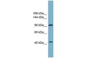 ITCH antibody used at 1 ug/ml to detect target protein. (ITCH Antikörper)