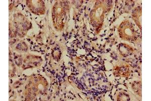 Immunohistochemistry of paraffin-embedded human salivary gland tissue using ABIN7144122 at dilution of 1:100 (ANGPTL7 Antikörper  (AA 27-296))