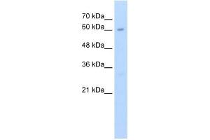 KIAA0859 antibody used at 2. (METTL13 Antikörper  (C-Term))