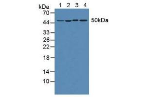 Figure. (eEF1A1 Antikörper  (AA 1-241))