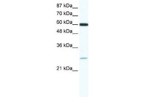 ZFP91 antibody used at 0. (ZFP91 Antikörper  (N-Term))