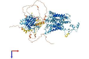 SLC4A8 Protein (AA 1-1089) (His tag)