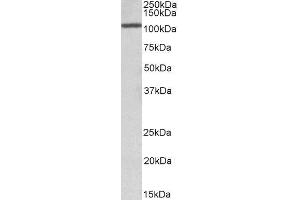 ABIN2561626 (1µg/ml) staining Rat Testis lysate (35µg protein in RIPA buffer). (CEBPZ Antikörper  (AA 620-633))