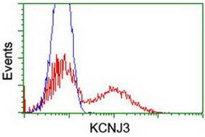 HEK293T cells transfected with either RC205322 overexpress plasmid (Red) or empty vector control plasmid (Blue) were immunostained by anti-KCNJ3 antibody (ABIN2455485), and then analyzed by flow cytometry. (KCNJ3 Antikörper  (AA 279-501))