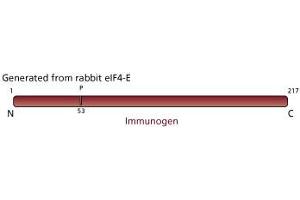 Image no. 3 for anti-Eukaryotic Translation Initiation Factor 4E (EIF4E) (AA 1-217) antibody (ABIN967870) (EIF4E Antikörper  (AA 1-217))