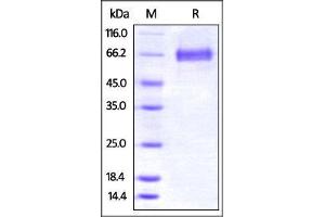 Mouse 4-1BB Ligand , Fc Tag on SDS-PAGE under reducing (R) condition. (TNFSF9 Protein (AA 104-309) (Fc Tag))