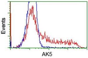 Image no. 7 for anti-Adenylate Kinase 5 (AK5) antibody (ABIN1496535) (Adenylate Kinase 5 Antikörper)