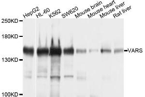 Western blot analysis of extracts of various cells, using VARS antibody.